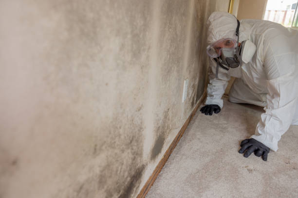 Water damage restoration mold remediation